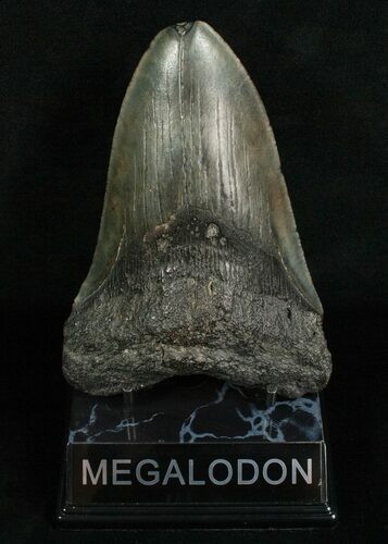 Monster Black Georgia Megalodon Tooth #4989
